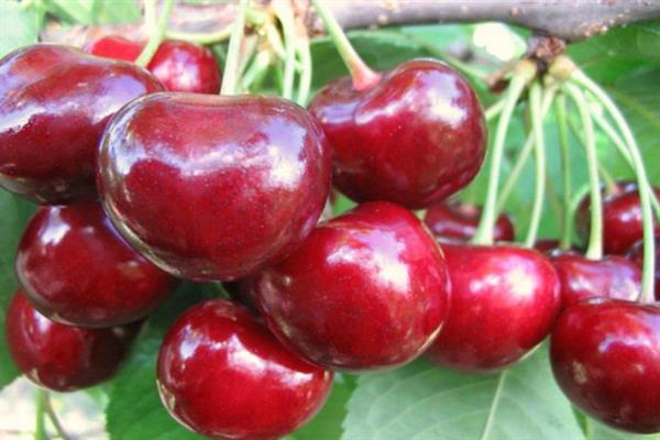 Cherry Ruby Kuban photo