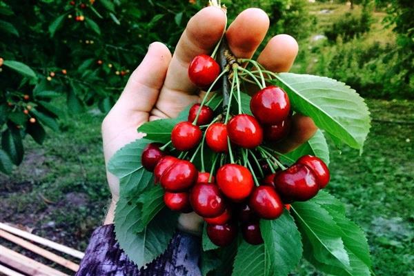 Fotografija Cherry Tyutchevka