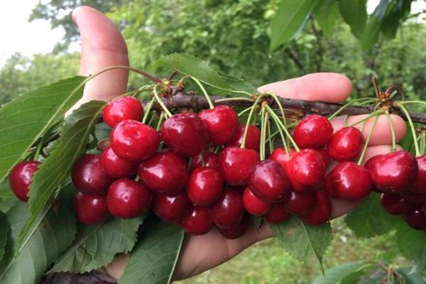 Larawan ni Cherry Tyutchevka