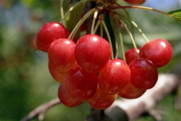 Sweet cherry Julia photo