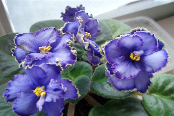 Lagon bleu violet photo