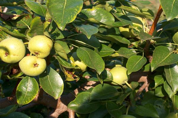 Poire Citron photo