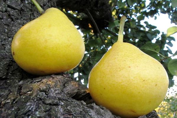 Poire Citron photo