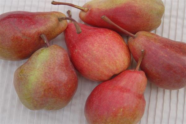 Pear Max Red Bartlet Foto