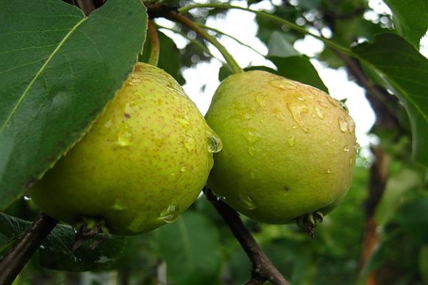 Pear Palmyra photo