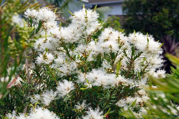 Fotografija lanenog sjemena Melaleuca