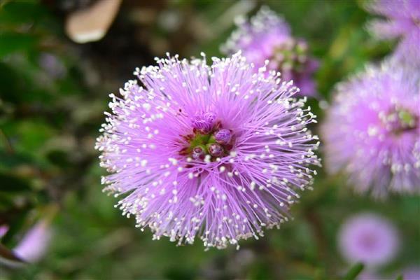 Melaleuca nesofila litrato