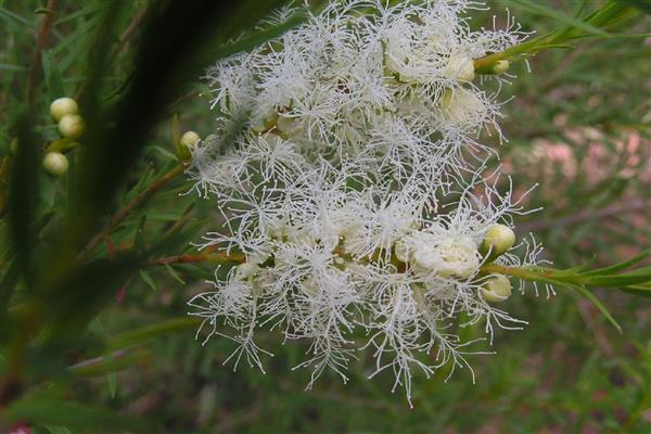 Melaleuca alternate-leaved photo