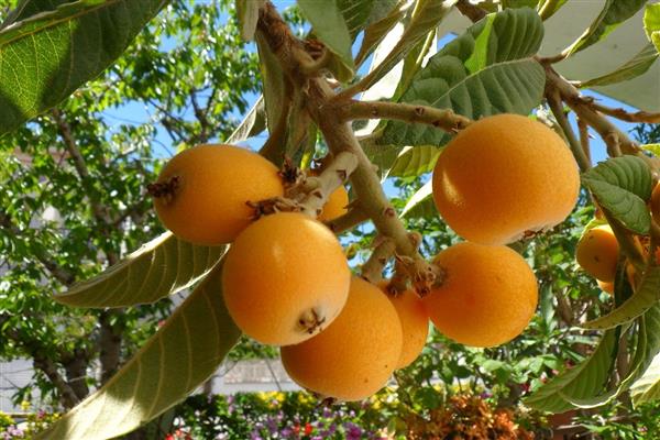 Medlar photo