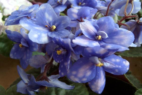 Violet Ness Blueberry Puff photo