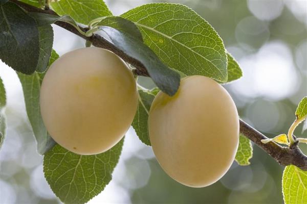 Plum Golden isara ang larawan