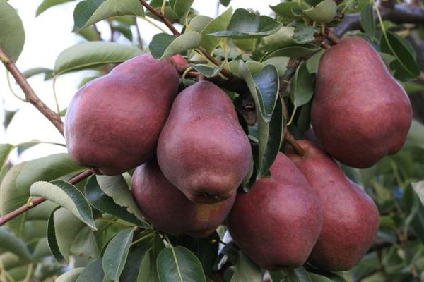 Pear Williams red photo