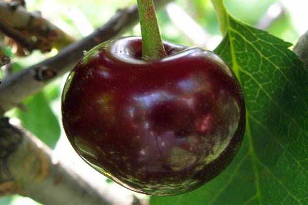 Cherry Brunette photo