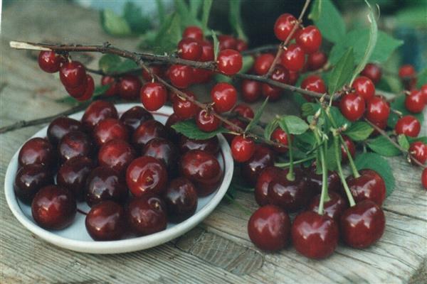 Cherry Brunette photo