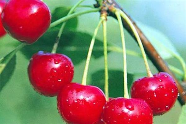 Cherry Orcolia photo