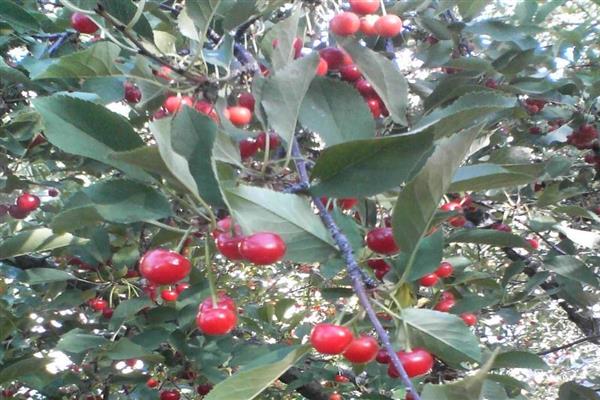 Cherry Necklace photo