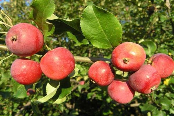 Apple Tree Altai dove litrato