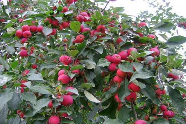 Apple-tree Altai purple na larawan