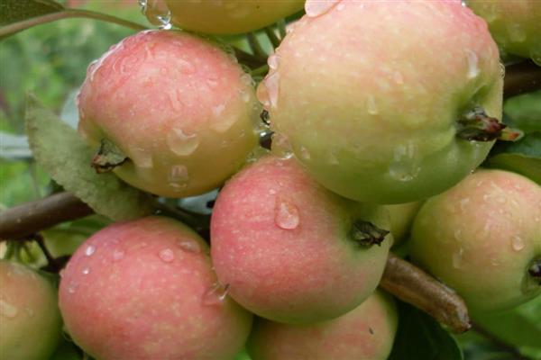 Apple tree Alyonushka photo