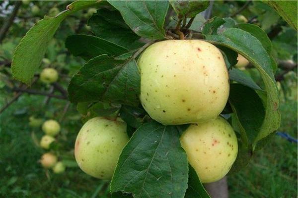 Apple tree Arkad photo