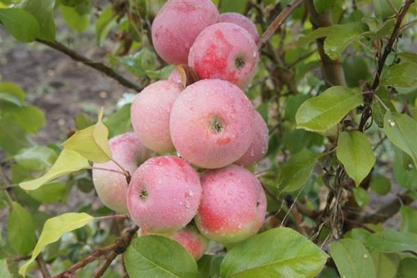 Apple-tree Vanguard photo