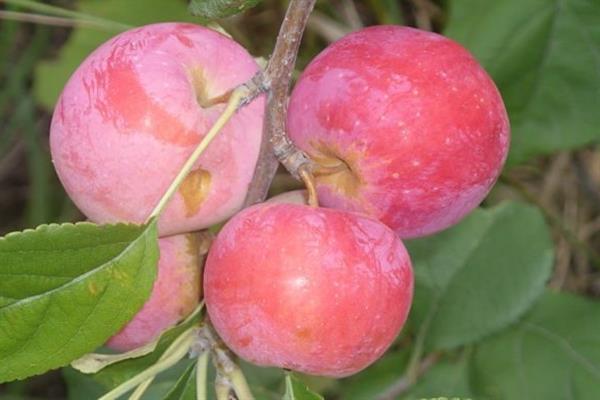 Apple tree Augustow Far East litrato