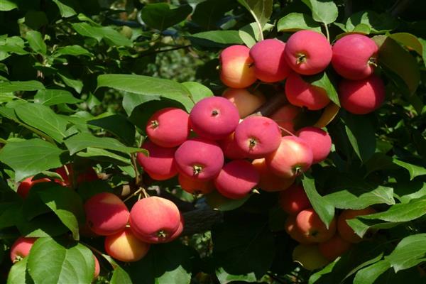 Apple tree Baikal litrato