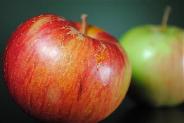 Apple tree Ben Davis photo