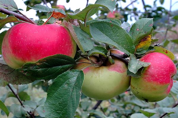 Apple tree Bogatyr photo