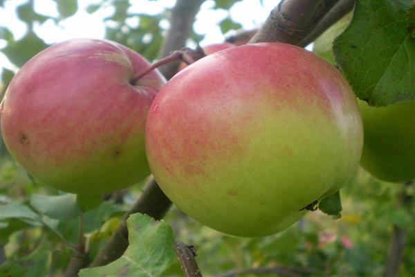 Apple tree Bogatyr photo