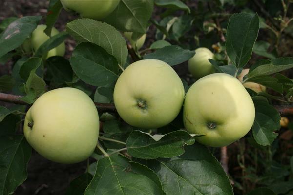 Larawan ng Apple tree Fold