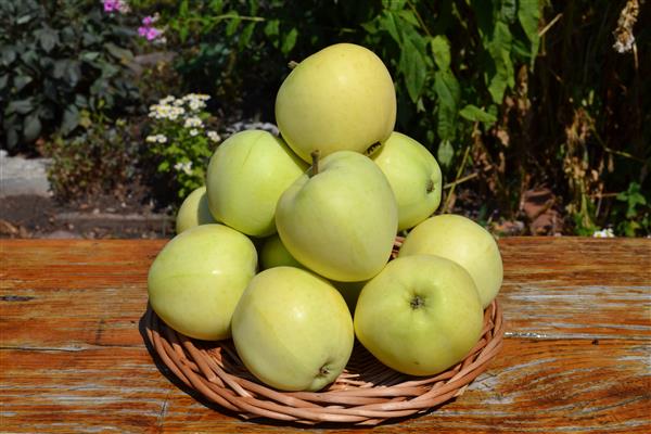 Larawan ng Apple tree Fold