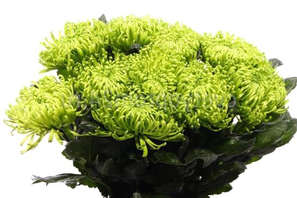 Larawan ng chrysanthemum Anastasia Green