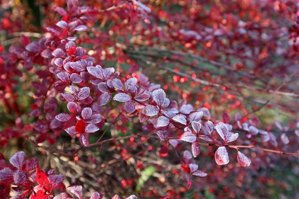 Larawan ng barberry shrub