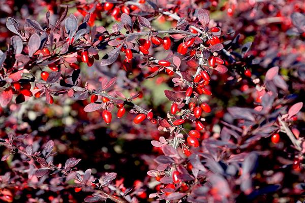 Larawan ng barberry shrub