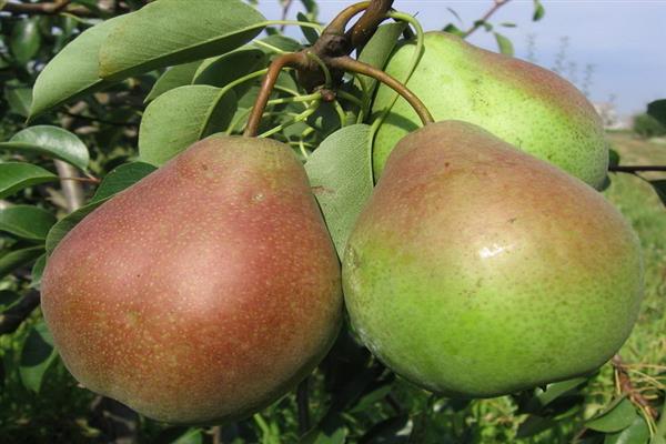 Pear Alyonushka photo