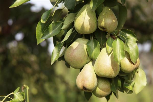 Pear Bere Giffard photo