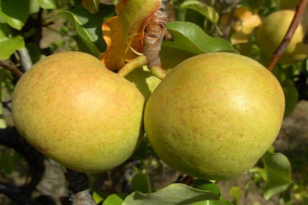 Pear Bergamot photo