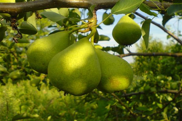 Pear Bessemyanka photo