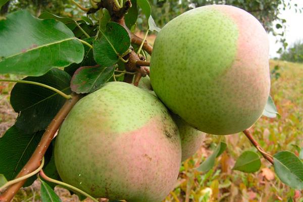 Poire Dessert photo