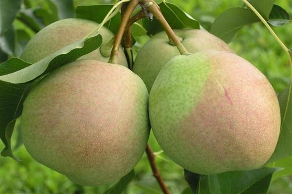 Poire Dessert photo