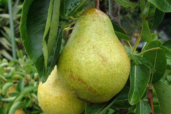 Pear Duchesse Angoulême photo