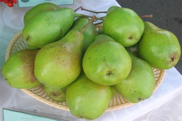 Pear Extravaganza photo