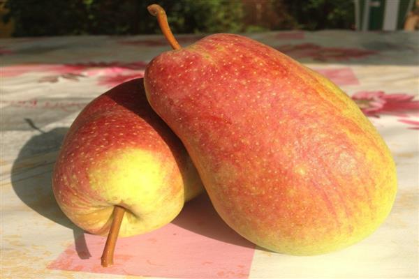 Larawan ng souvenir ng pear Pebrero