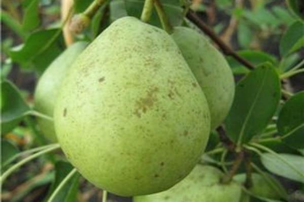 Gimrinskaya pear photo