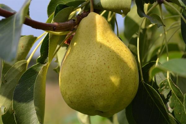 Pear Kondratyevka photo