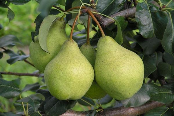 Pear Kondratyevka photo