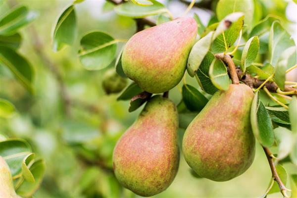 Pear Beauty Chernenko Foto