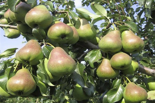 Pear Beauty Chernenko Foto