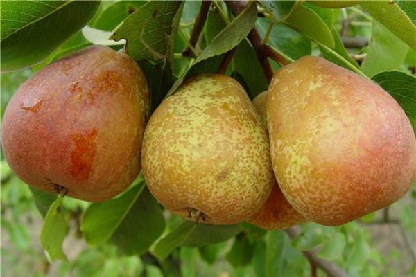 Pear Kuban photo